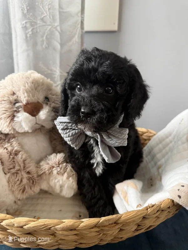 Stormy – Poodle - Miniature  puppy for sale in Brainerd, MN