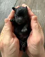 Stormy, a male Poodle - Miniature  for sale in Brainerd, MN – Photo 2 of 3