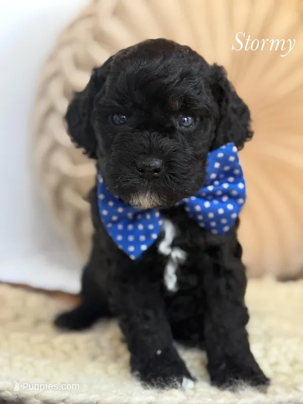 Stormy – Poodle - Miniature  puppy for sale in Brainerd, MN