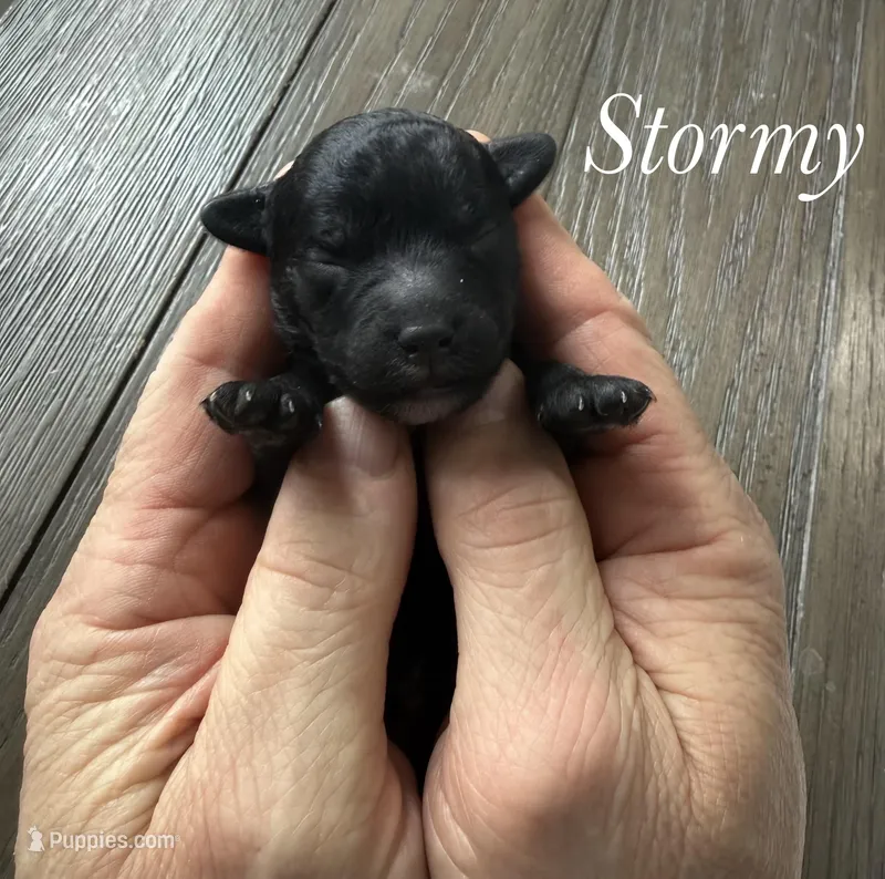 Stormy – Poodle - Miniature  puppy for sale in Brainerd, MN