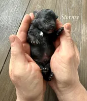 Stormy, a male Poodle - Miniature  for sale in Brainerd, MN – Photo 3 of 3