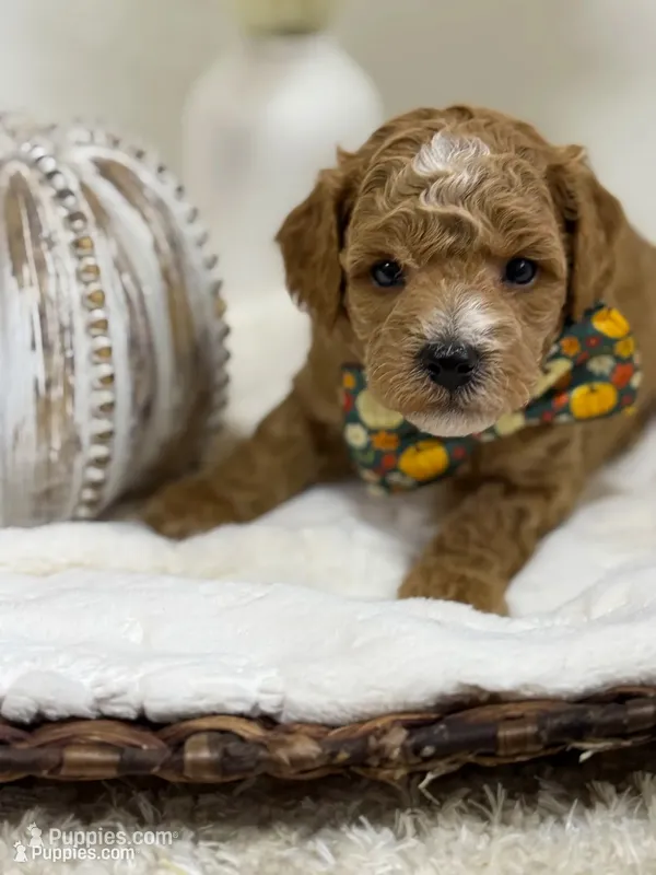 Copper – Poodle - Miniature  puppy for sale in Brainerd, MN