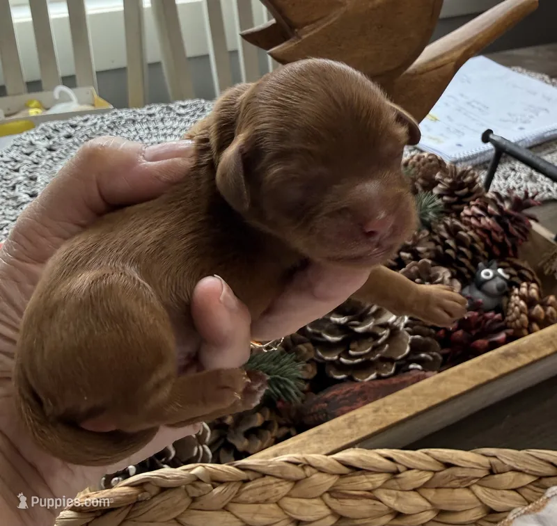 Red boy – Cavapoo puppy for sale in Brainerd, MN