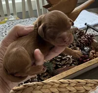 Red boy, a male Cavapoo for sale in Brainerd, MN – 1 of 4