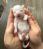 Petal, a female Poodle - Miniature  for sale in Brainerd, MN – Photo 2 of 3