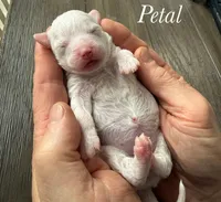 Petal, a female Poodle - Miniature  for sale in Brainerd, MN – Photo 1 of 3
