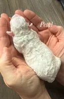 Petal, a female Poodle - Miniature  for sale in Brainerd, MN – Photo 3 of 3