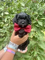 Hudson, a male Cavapoo for sale in Brainerd, MN – 4 of 5