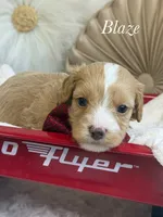 Blaze, a male Cavapoo for sale in Brainerd, MN – 2 of 6