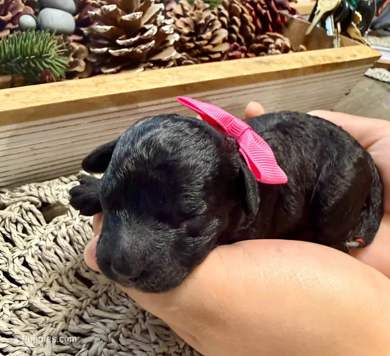 Nutmeg – Poodle - Miniature  puppy for sale in Brainerd, MN