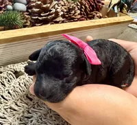 Nutmeg, a female Poodle - Miniature  for sale in Brainerd, MN – 1 of 3