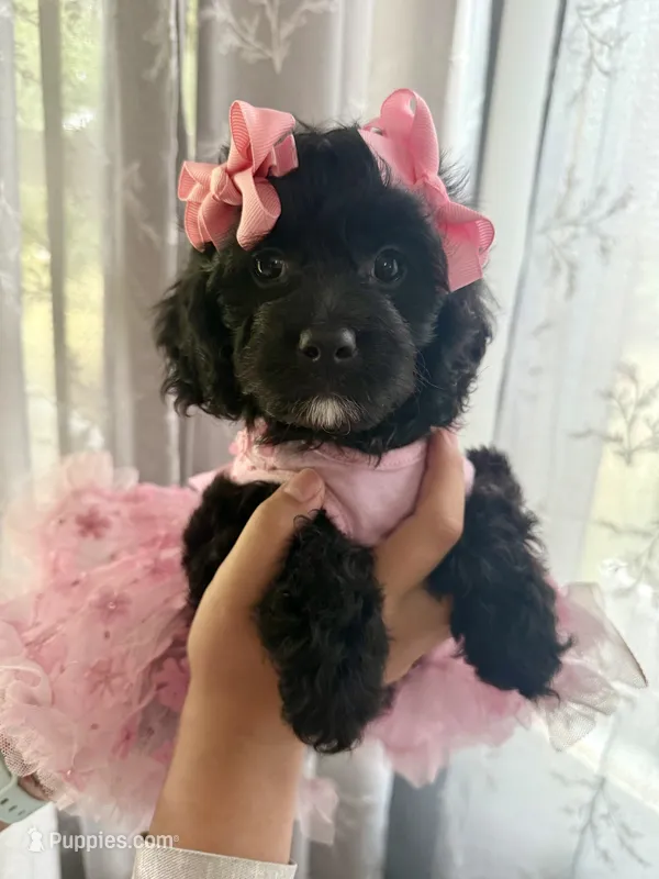Starburst – Cavapoo puppy for sale in Brainerd, MN