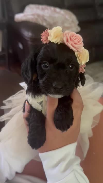 Fern, a female Cavapoo for sale in Brainerd, MN – 6 of 6