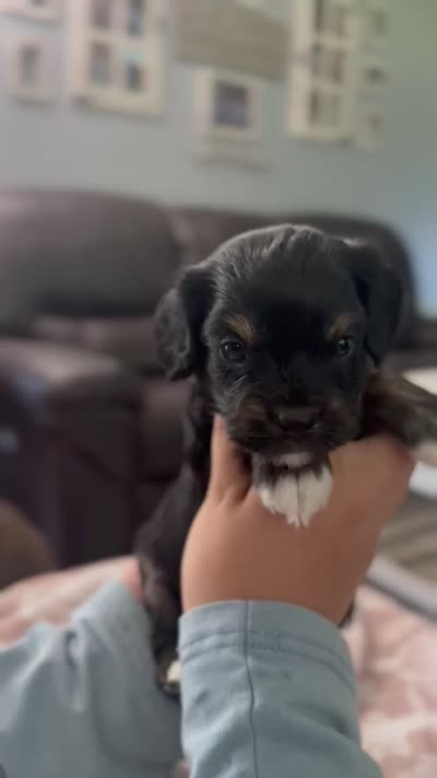 Boom, a male Cavapoo for sale in Brainerd, MN – 7 of 7