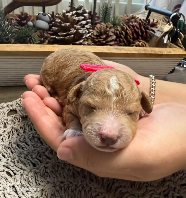 Maple – Poodle - Miniature  puppy for sale in Brainerd, MN