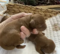 Red boy, a male Cavapoo for sale in Brainerd, MN – 4 of 4