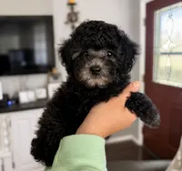 Silver, a male Poodle - Toy  for sale in Brainerd, MN – 3 of 4