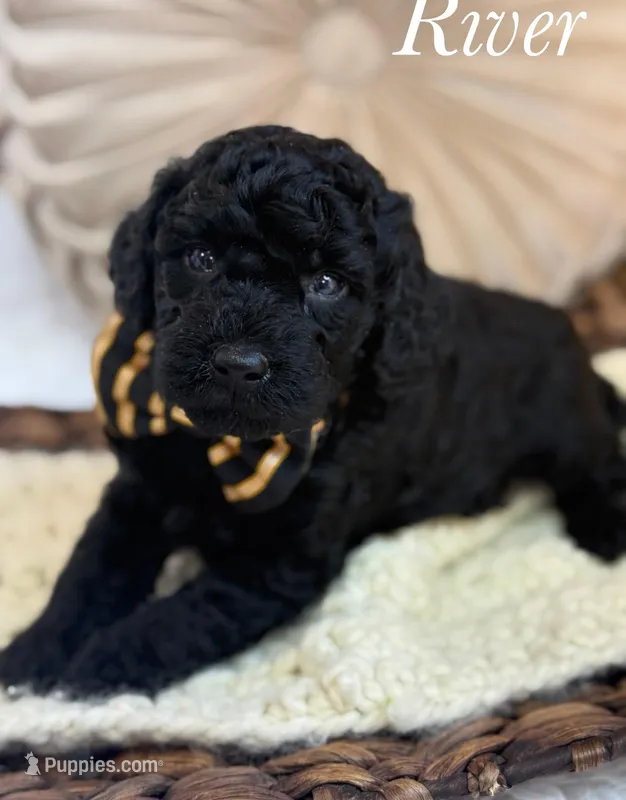 River – Poodle - Miniature  puppy for sale in Brainerd, MN