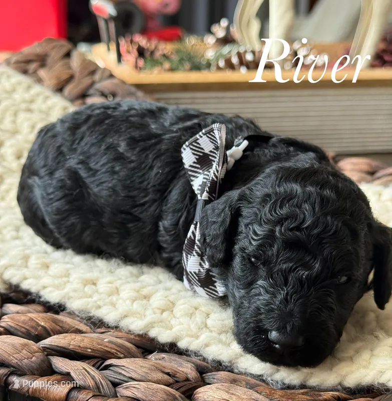 River – Poodle - Miniature  puppy for sale in Brainerd, MN