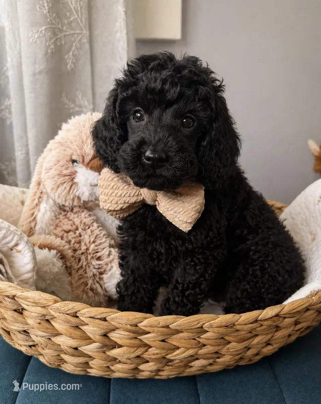 River – Poodle - Miniature  puppy for sale in Brainerd, MN