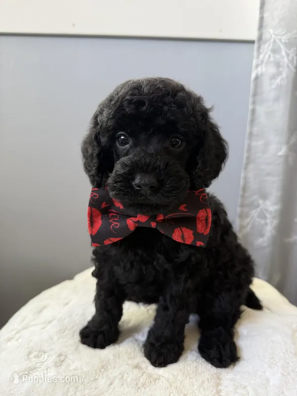 River – Poodle - Miniature  puppy for sale in Brainerd, MN