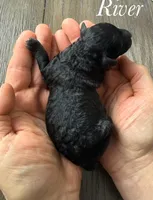 River, a female Poodle - Miniature  for sale in Brainerd, MN – Photo 2 of 3