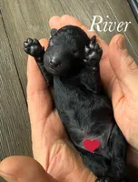 River, a female Poodle - Miniature  for sale in Brainerd, MN – Photo 3 of 3