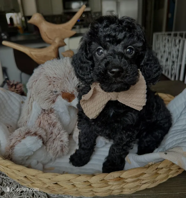River – Poodle - Miniature  puppy for sale in Brainerd, MN