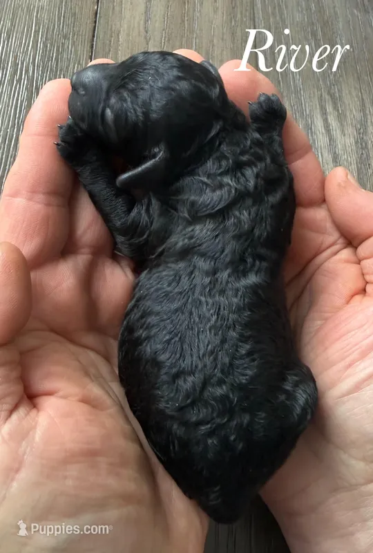 River – Poodle - Miniature  puppy for sale in Brainerd, MN