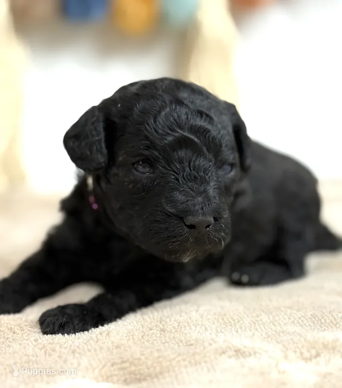 Nutmeg – Poodle - Miniature  puppy for sale in Brainerd, MN