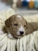 Maple , a female Poodle - Miniature  for sale in Brainerd, MN – 4 of 5