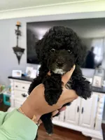 Leo, a male Poodle - Toy  for sale in Brainerd, MN – 1 of 4