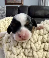 Ivy, a female Cavapoo for sale in Brainerd, MN – Photo 2 of 3