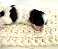 Ivy, a female Cavapoo for sale in Brainerd, MN – Photo 1 of 3