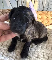 Black with white markings, a female Poodle - Toy  for sale in Brainerd, MN – 4 of 5