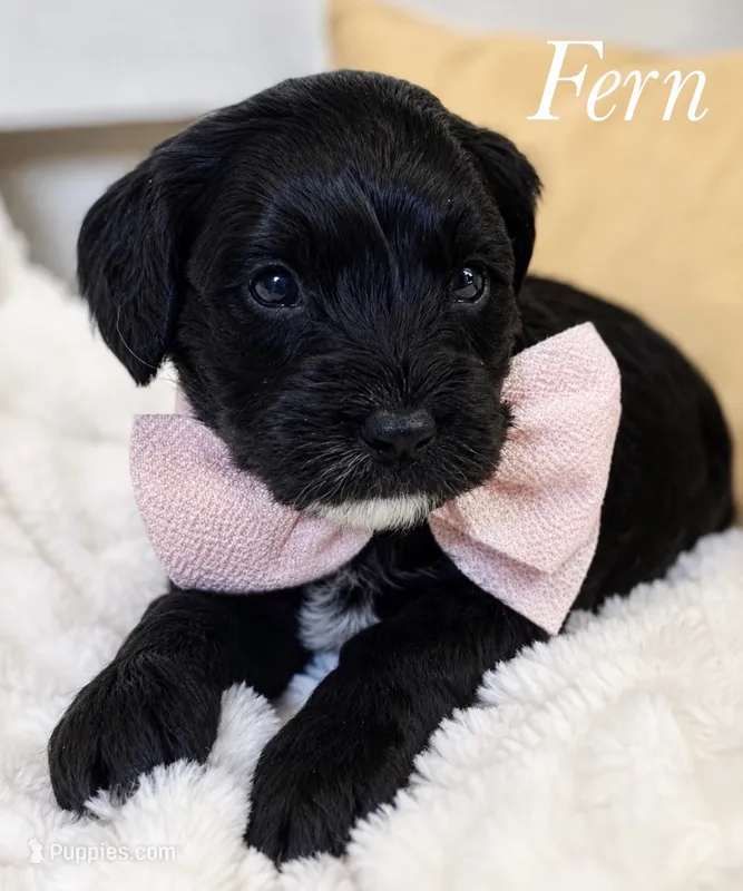 Fern – Cavapoo puppy for sale in Brainerd, MN