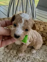 Johnny, a male Poodle - Toy  for sale in Brainerd, MN – 2 of 4