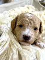 Maple , a female Poodle - Miniature  for sale in Brainerd, MN – 1 of 5