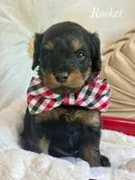 Rocket, a male Cavapoo for sale in Brainerd, MN – 2 of 5