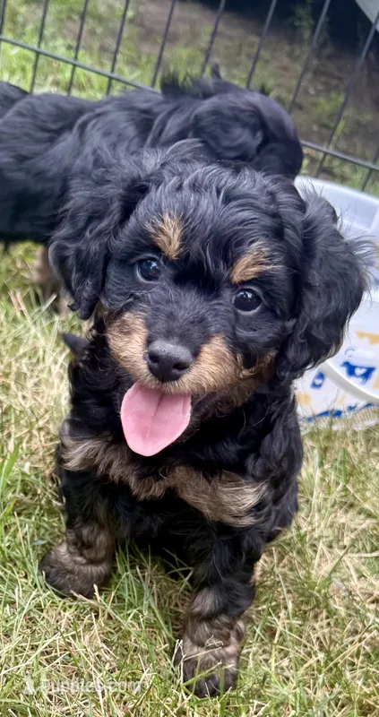 Rocket – Cavapoo puppy for sale in Brainerd, MN