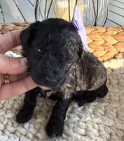 Black with white markings, a female Poodle - Toy  for sale in Brainerd, MN – 5 of 5