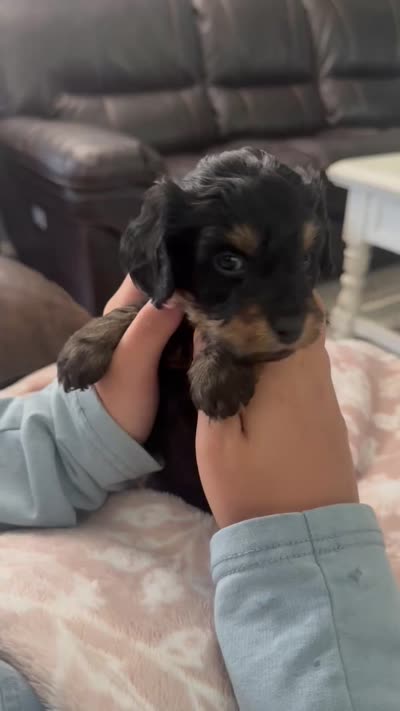 Rocket, a male Cavapoo for sale in Brainerd, MN – 5 of 5