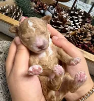 Maple, a female Poodle - Miniature  for sale in Brainerd, MN – 2 of 3