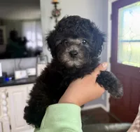 Silver, a male Poodle - Toy  for sale in Brainerd, MN – 2 of 4
