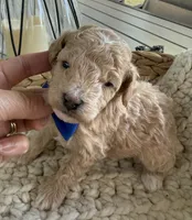 Apricot, a male Poodle - Toy  for sale in Brainerd, MN – 3 of 4