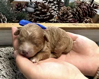 Copper, a male Poodle - Miniature  for sale in Brainerd, MN – 2 of 3