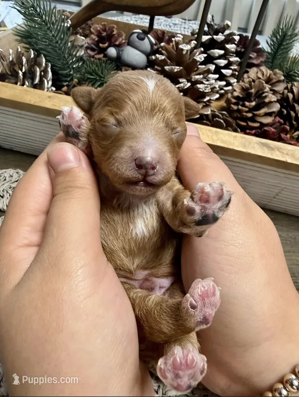 Rusty – Poodle - Miniature  puppy for sale in Brainerd, MN