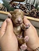 Rusty, a male Poodle - Miniature  for sale in Brainerd, MN – 1 of 3