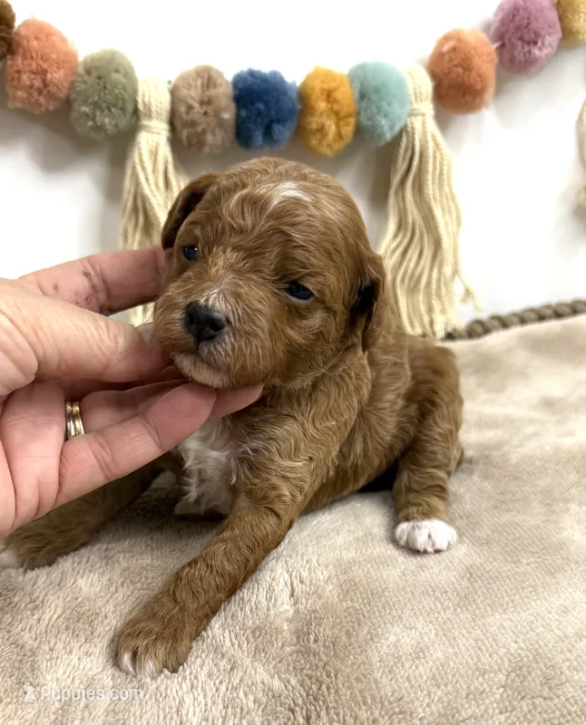 Rusty – Poodle - Miniature  puppy for sale in Brainerd, MN