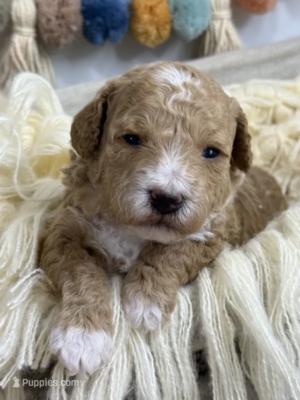 Maple  – Poodle - Miniature  puppy for sale in Brainerd, MN
